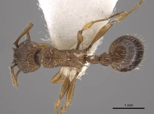Myrmica salina specimen CASENT0917694 image casent0917694_1