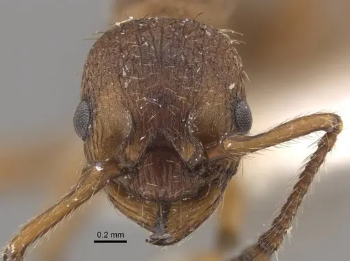 Myrmica salina specimen CASENT0917694 image casent0917694_3