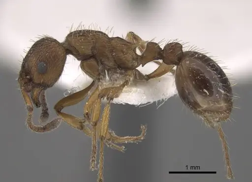 Myrmica salina specimen CASENT0917694 image casent0917694_4