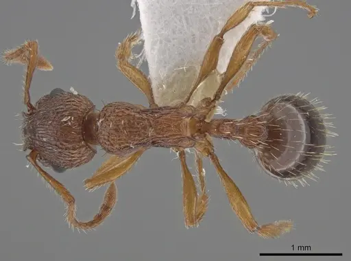 Myrmica salina specimen CSU image csu_ent0074846_1