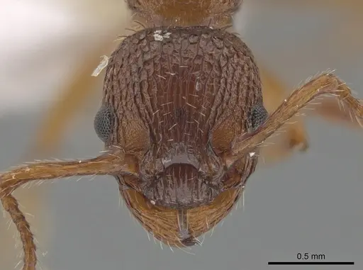 Myrmica salina specimen CSU image csu_ent0074846_2