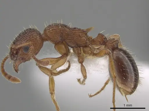 Myrmica salina specimen CSU image csu_ent0074846_3