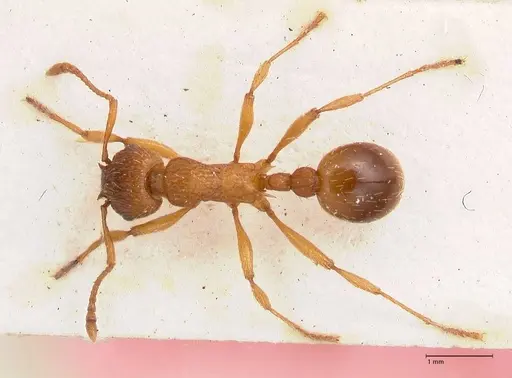 Myrmica salina specimen FOCOL0723 image focol0723_1