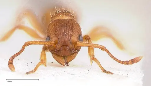 Myrmica salina specimen FOCOL0723 image focol0723_2