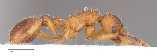 Myrmica salina specimen FOCOL0723 image focol0723_4