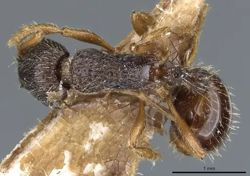 Myrmica saposhnikovi specimen CASENT0904073 image casent0904073_1