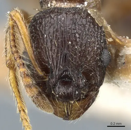 Myrmica saposhnikovi specimen CASENT0904073 image casent0904073_2