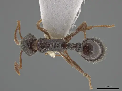 Myrmica saposhnikovi specimen CSU image csu_ent0074845_1