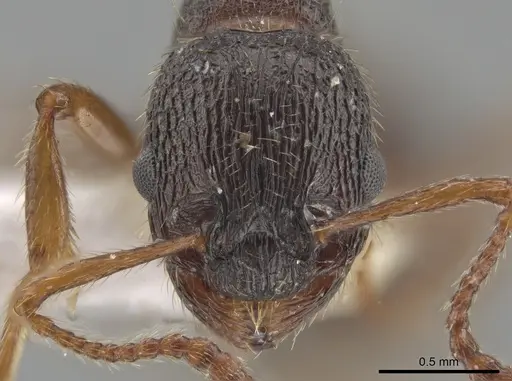 Myrmica saposhnikovi specimen CSU image csu_ent0074845_2