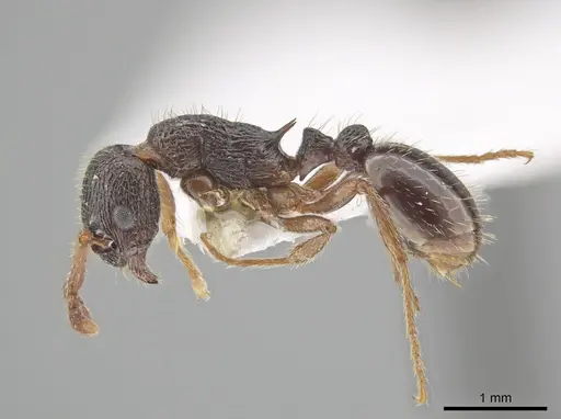 Myrmica saposhnikovi specimen CSU image csu_ent0074845_3