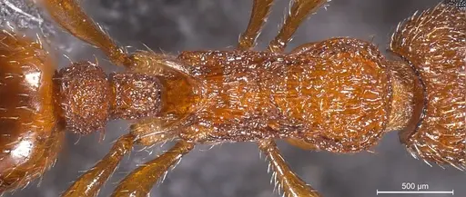 Myrmica scabrinodis specimen ANTWEB1008453 image antweb1008453_1
