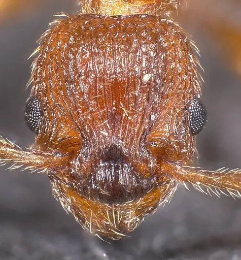 Myrmica scabrinodis specimen ANTWEB1008453 image antweb1008453_2