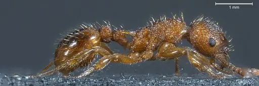 Myrmica scabrinodis specimen ANTWEB1008453 image antweb1008453_4