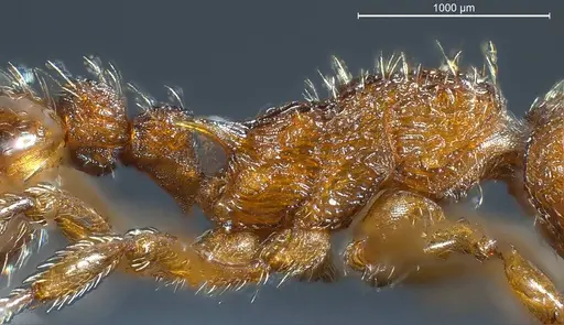 Myrmica scabrinodis specimen ANTWEB1008453 image antweb1008453_5