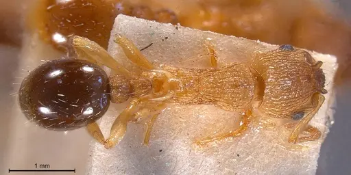 Myrmica scabrinodis specimen ANTWEB1008454 image antweb1008454_1