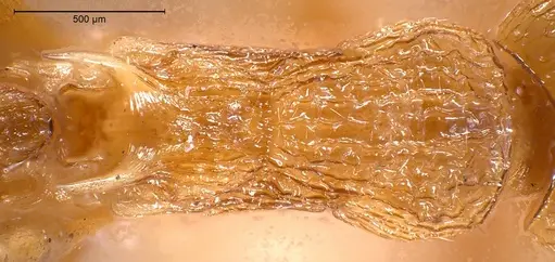 Myrmica scabrinodis specimen ANTWEB1008454 image antweb1008454_2