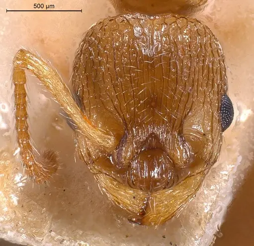 Myrmica scabrinodis specimen ANTWEB1008454 image antweb1008454_3