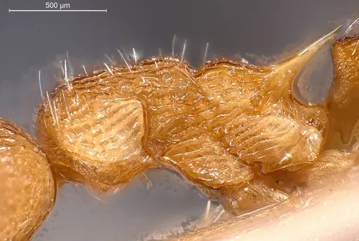 Myrmica scabrinodis specimen ANTWEB1008454 image antweb1008454_5