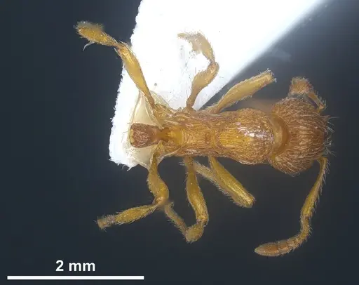 Myrmica scabrinodis specimen ANTWEB1041458 image antweb1041458_1