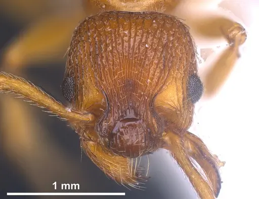Myrmica scabrinodis specimen ANTWEB1041458 image antweb1041458_3