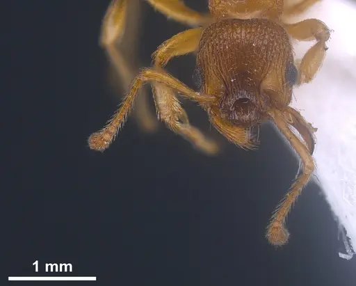 Myrmica scabrinodis specimen ANTWEB1041458 image antweb1041458_4