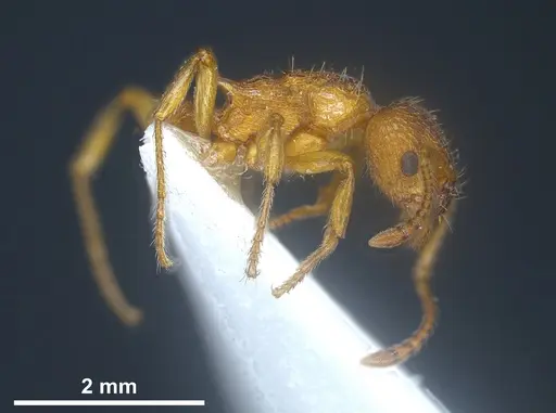 Myrmica scabrinodis specimen ANTWEB1041458 image antweb1041458_5