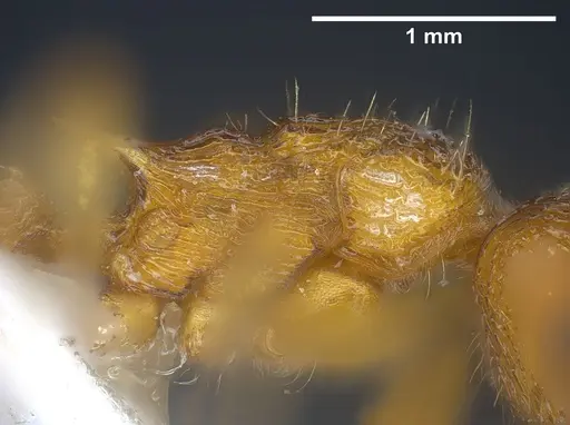 Myrmica scabrinodis specimen ANTWEB1041458 image antweb1041458_6