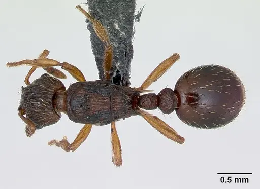 Myrmica scabrinodis specimen CASENT0172744 image casent0172744_1