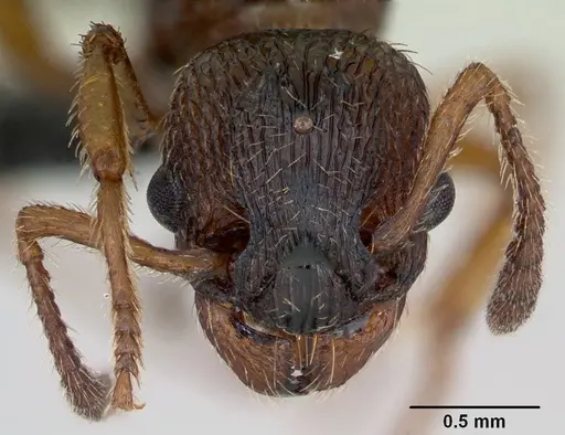 Myrmica scabrinodis specimen CASENT0172744 image casent0172744_2