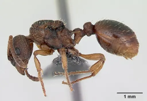 Myrmica scabrinodis specimen CASENT0172744 image casent0172744_3