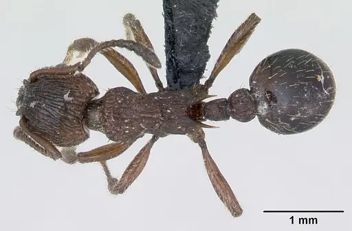 Myrmica scabrinodis specimen CASENT0172759 image casent0172759_1