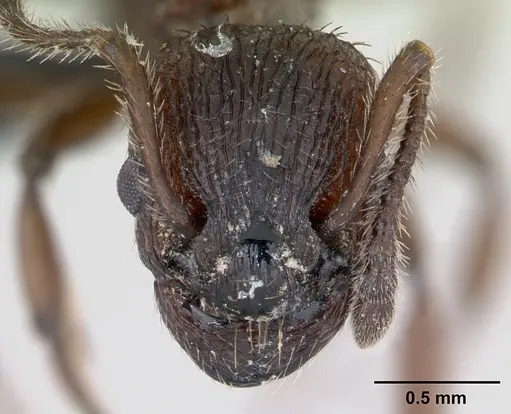 Myrmica scabrinodis specimen CASENT0172759 image casent0172759_2