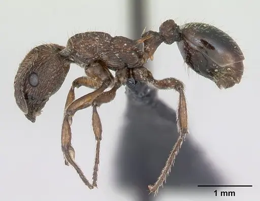 Myrmica scabrinodis specimen CASENT0172759 image casent0172759_3