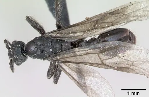 Myrmica scabrinodis specimen CASENT0172760 image casent0172760_1