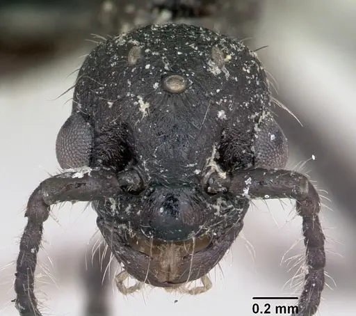 Myrmica scabrinodis specimen CASENT0172760 image casent0172760_2