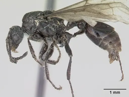 Myrmica scabrinodis specimen CASENT0172760 image casent0172760_3