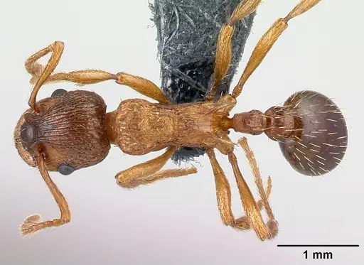 Myrmica scabrinodis specimen CASENT0179939 image casent0179939_1