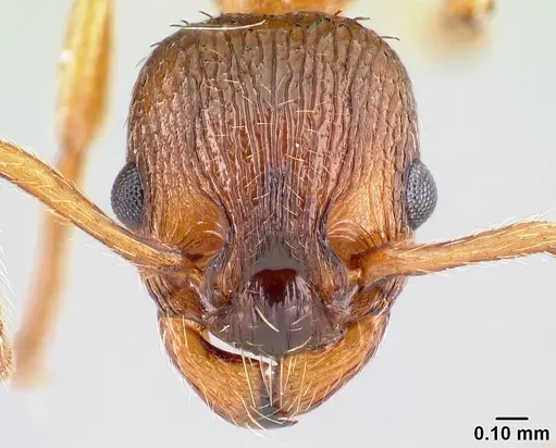 Myrmica scabrinodis specimen CASENT0179939 image casent0179939_2