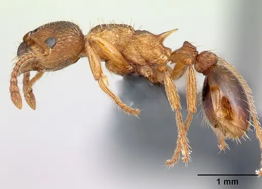 Myrmica scabrinodis specimen CASENT0179939 image casent0179939_3