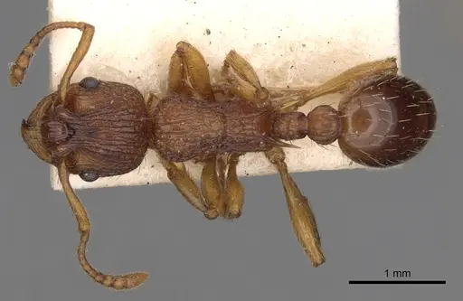Myrmica scabrinodis specimen CASENT0900278 image casent0900278_1