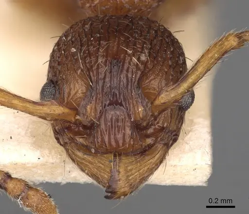 Myrmica scabrinodis specimen CASENT0900278 image casent0900278_2