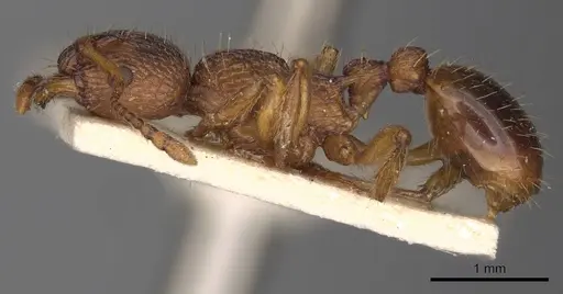 Myrmica scabrinodis specimen CASENT0900278 image casent0900278_3