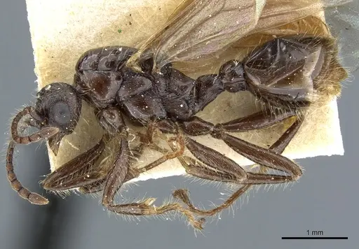 Myrmica scabrinodis specimen CASENT0904069 image casent0904069_3
