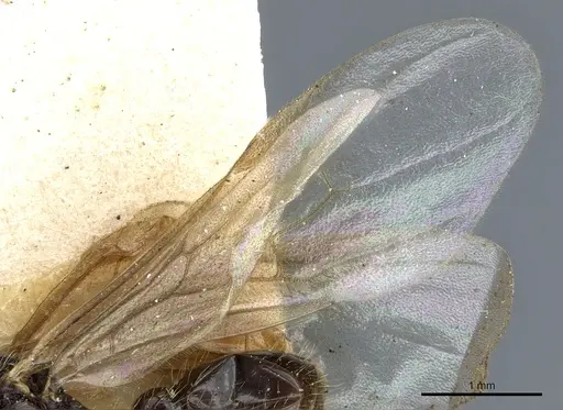 Myrmica scabrinodis specimen CASENT0904069 image casent0904069_4