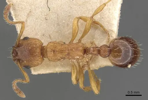 Myrmica scabrinodis specimen CASENT0907597 image casent0907597_1