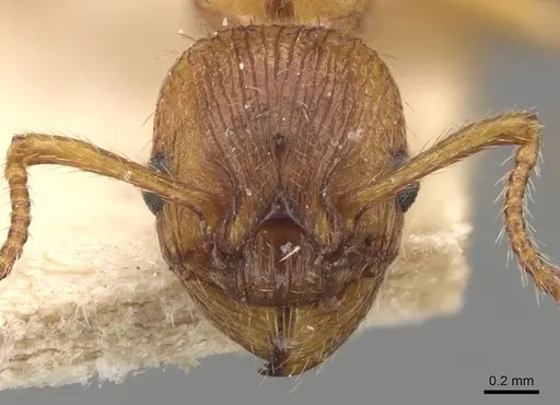 Myrmica scabrinodis specimen CASENT0907597 image casent0907597_2
