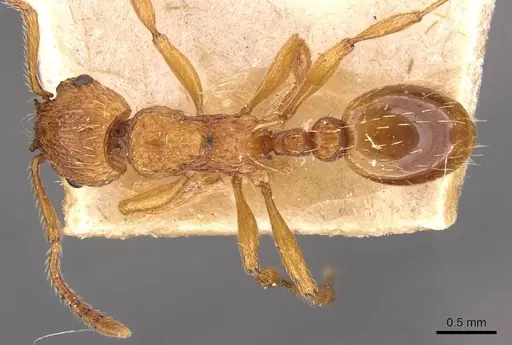Myrmica scabrinodis specimen CASENT0907654 image casent0907654_1