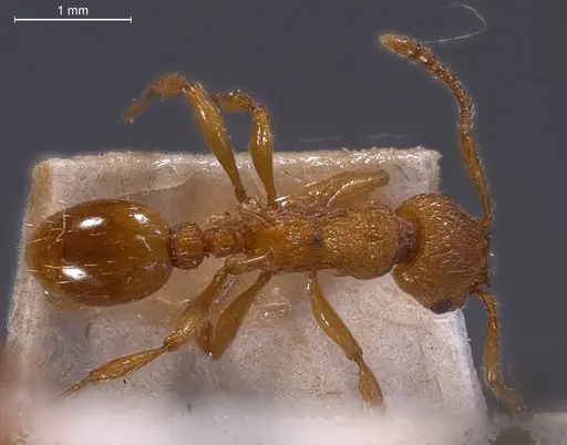 Myrmica scabrinodis specimen CASENT0907654 image casent0907654_2