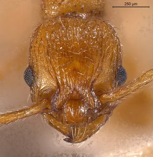Myrmica scabrinodis specimen CASENT0907654 image casent0907654_4
