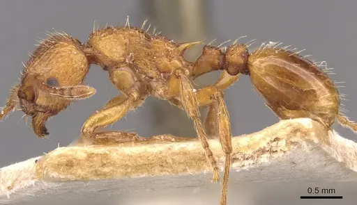 Myrmica scabrinodis specimen CASENT0907654 image casent0907654_5